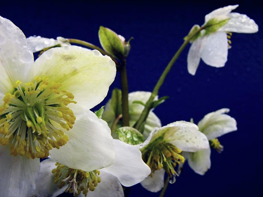Christmas Rose Photograph by Ian Gowland/science Photo Library