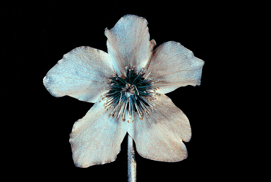 Christmas Rose In Uv Light Photograph by Bjorn Rorslett/science Photo Library