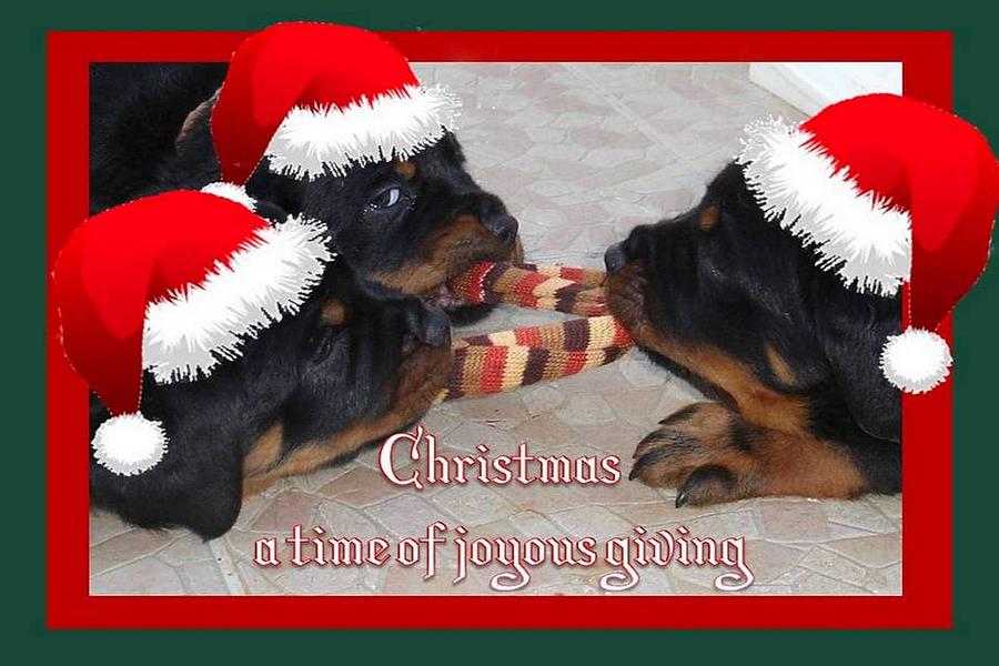 Christmas Rottweilers A Time Of Joyous Giving  Photograph by Taiche Acrylic Art