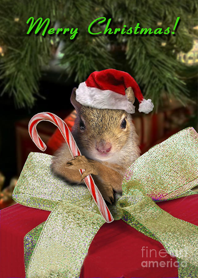 Christmas Squirrel Photograph By Jeanette K Pixels 5258