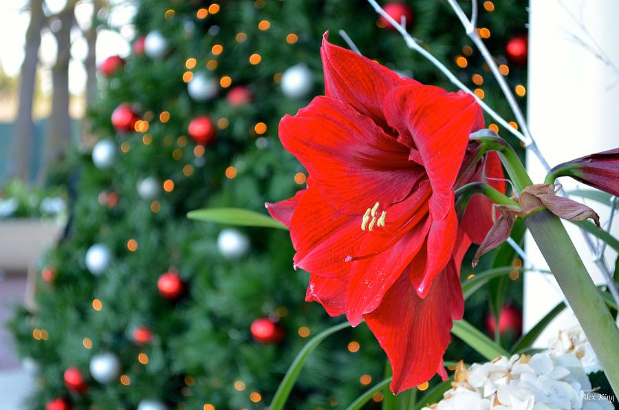 Christmas tree and amaryllis Photograph by Alex King