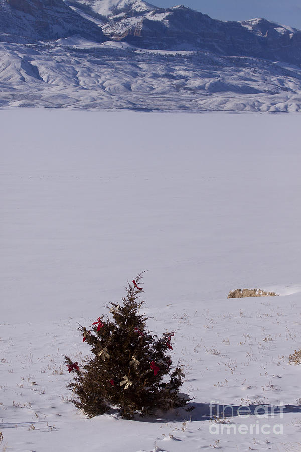 Christmas Tree At Bill Cody Reservoir   #7344 Photograph by J L Woody Wooden