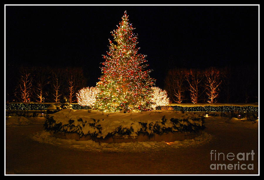 Christmas Tree at Chicago Botanic Garden Photograph by Nancy Mueller