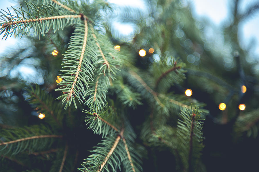 Christmas tree background Photograph by Flavia Morlachetti