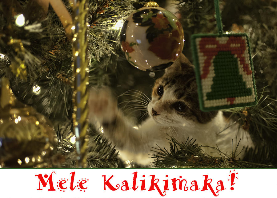 Christmas Tree Cat Card Photograph by Dan McManus