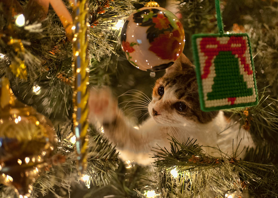 Christmas Tree Cat Photograph by Dan McManus