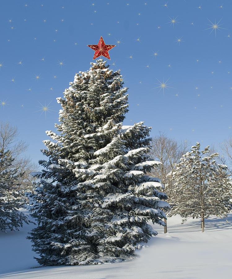 Christmas Tree Photograph by Juli Scalzi