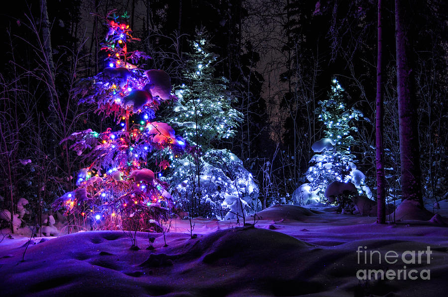 Christmas Tree Dark Winter Forest Photograph