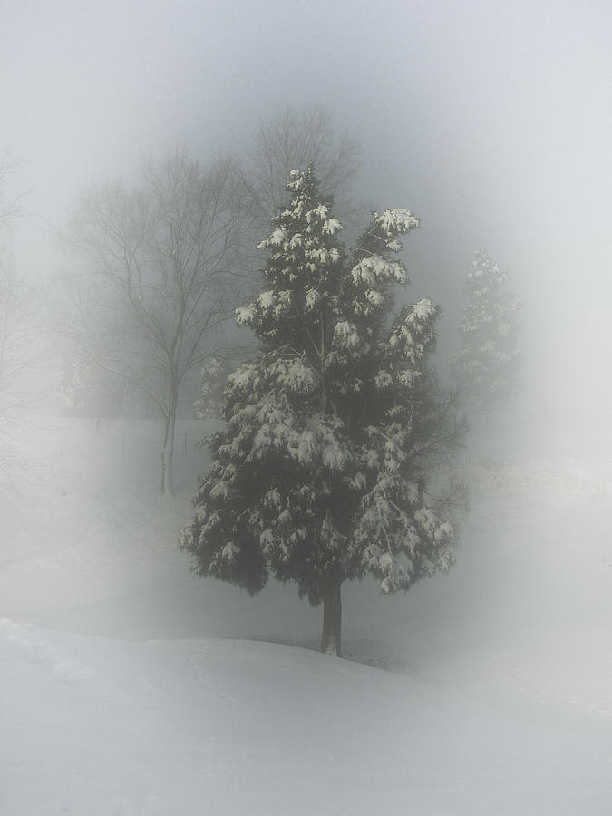Snow Photograph - Christmas Tree by Griffeys Sunshine Photography