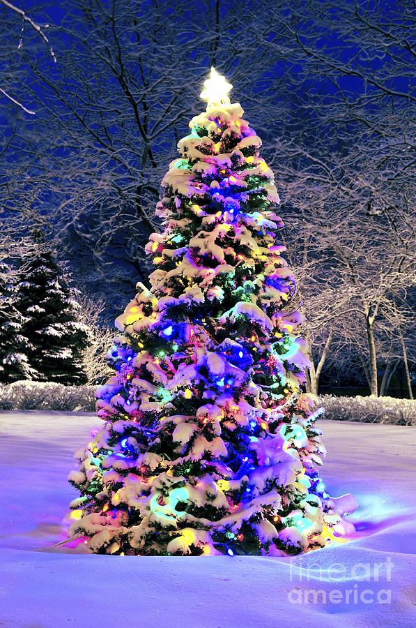 Christmas Tree In Snow Photograph
