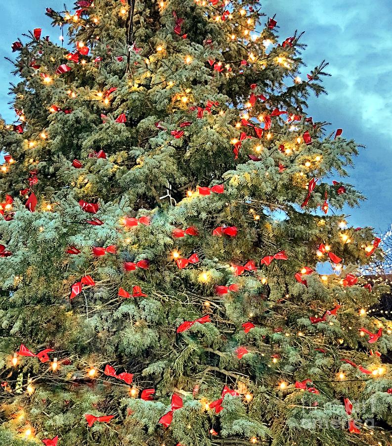 Christmas Tree Photograph by Janice Drew