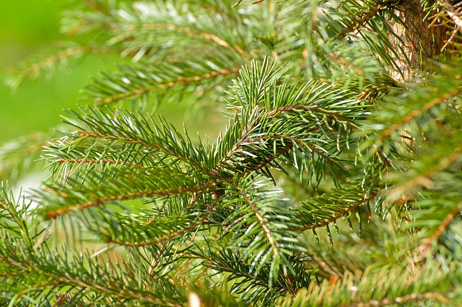 Christmas Tree Photograph By Mario Majcen - Fine Art America