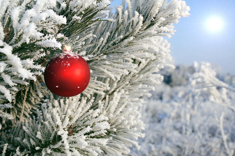 Christmas tree nad  hoarfrost Photograph by Avalon_Studio