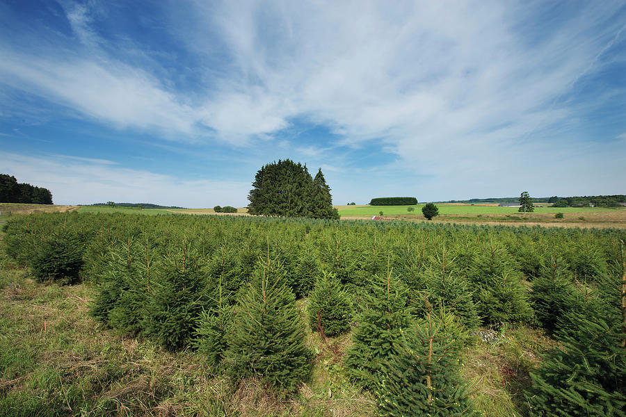 Christmas Tree Plantation Photograph by Dehez/reporters/science Photo Library