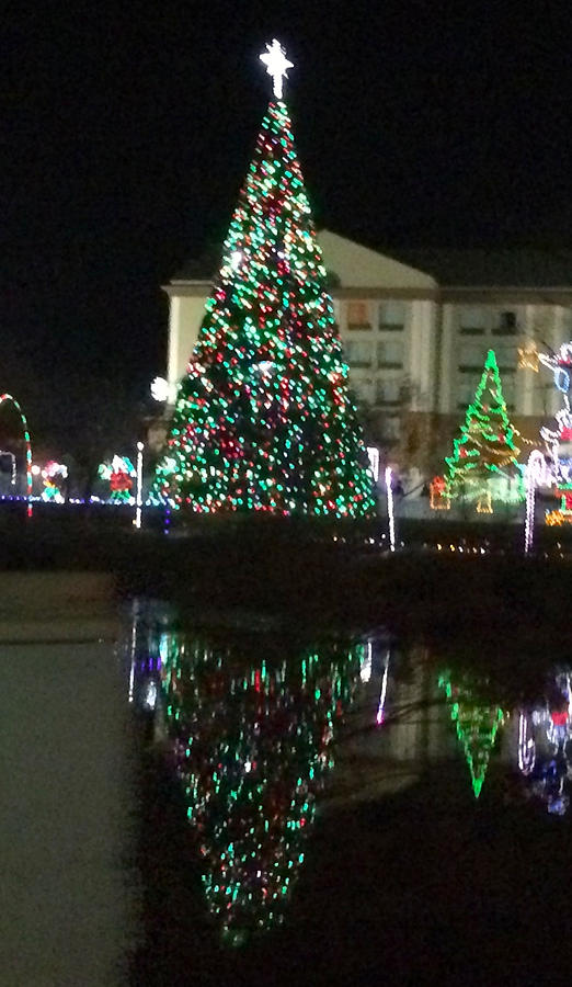 Christmas Tree Reflection Photograph