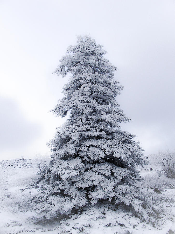 Christmas Tree Photograph by Shane Holsclaw