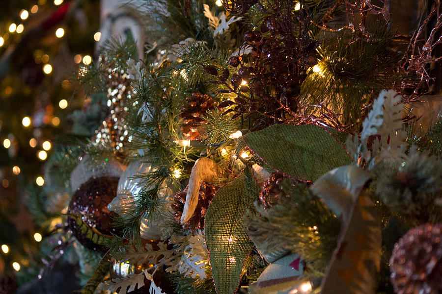 Christmas Tree Splendor Photograph by Patricia Babbitt