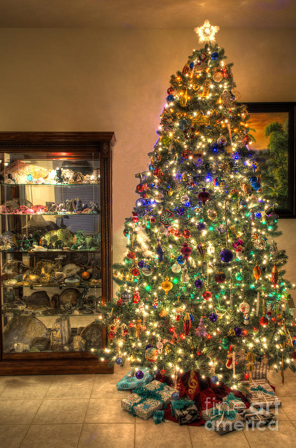 Christmas Tree Time Photograph by Mathias 