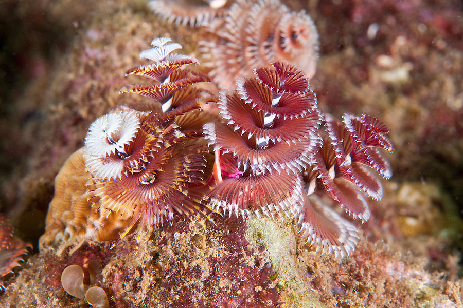 Christmas Tree Worm Photograph by Andrew J. Martinez