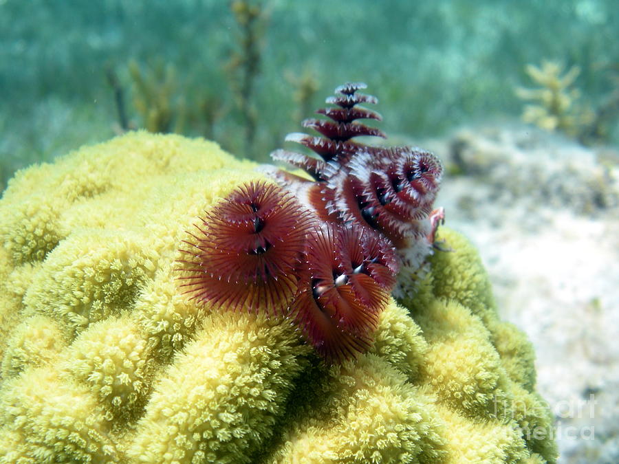 Fish Photograph - Christmas Tree Worm by Cynthia Cleveland