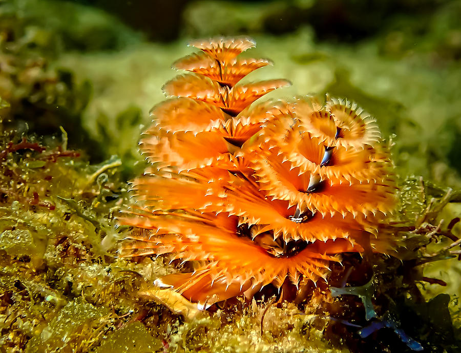 Christmas Tree Worm Photograph by Dave Zeller - Pixels