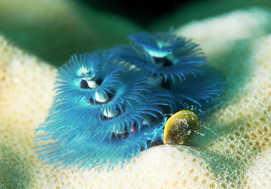 Christmas Tree Worm Photograph by Louise Murray