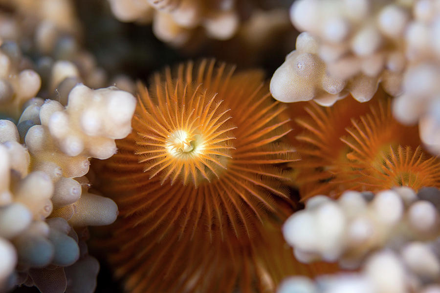 Christmas Tree Worm Photograph by Michael Szoenyi/science Photo Library