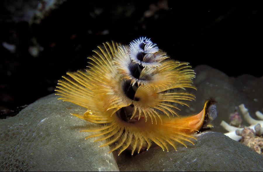 Christmas Tree Worm Photograph by Newman & Flowers