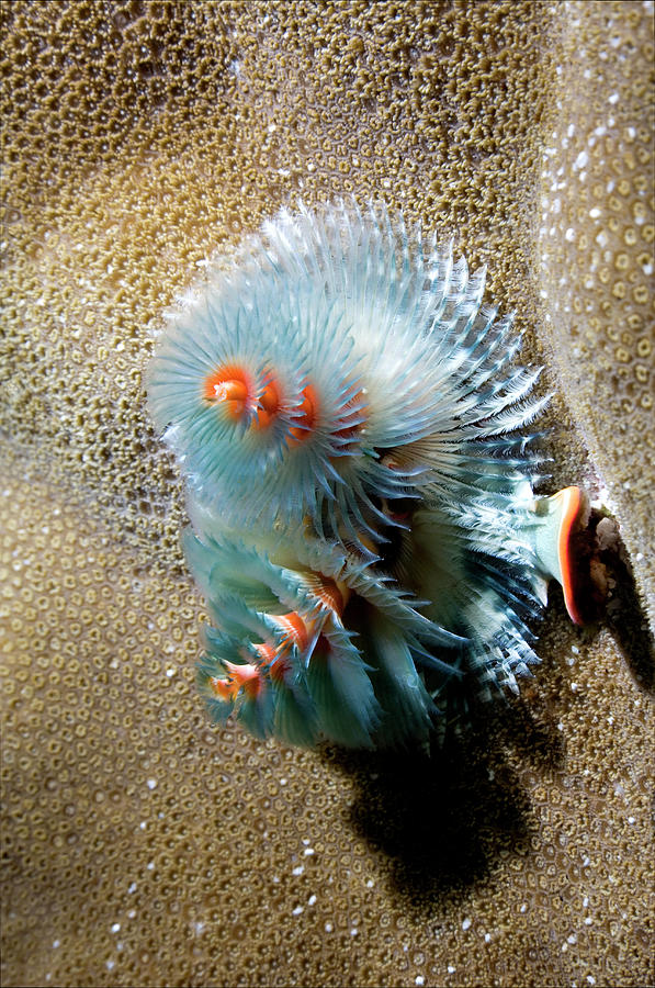 Christmas Tree Worm Photograph by Peter Scoones/science Photo Library