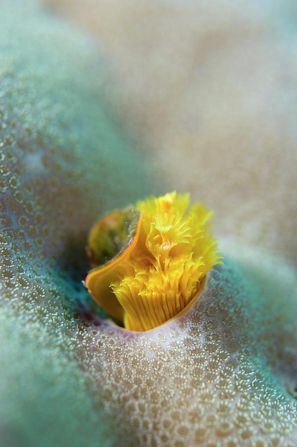 Christmas Tree Worm Photograph by Scubazoo/science Photo Library
