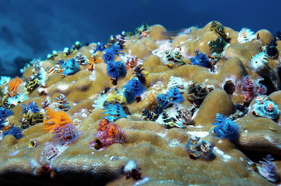 Nature Photograph - Christmas Tree Worms On Coral by Georgette Douwma