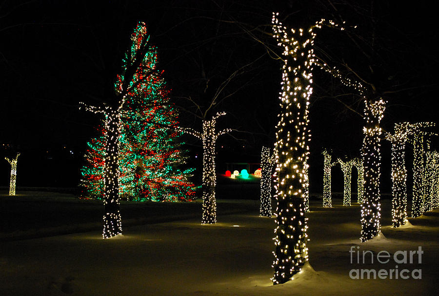 Tree Photograph - Christmas Trees at Night by Nancy Mueller