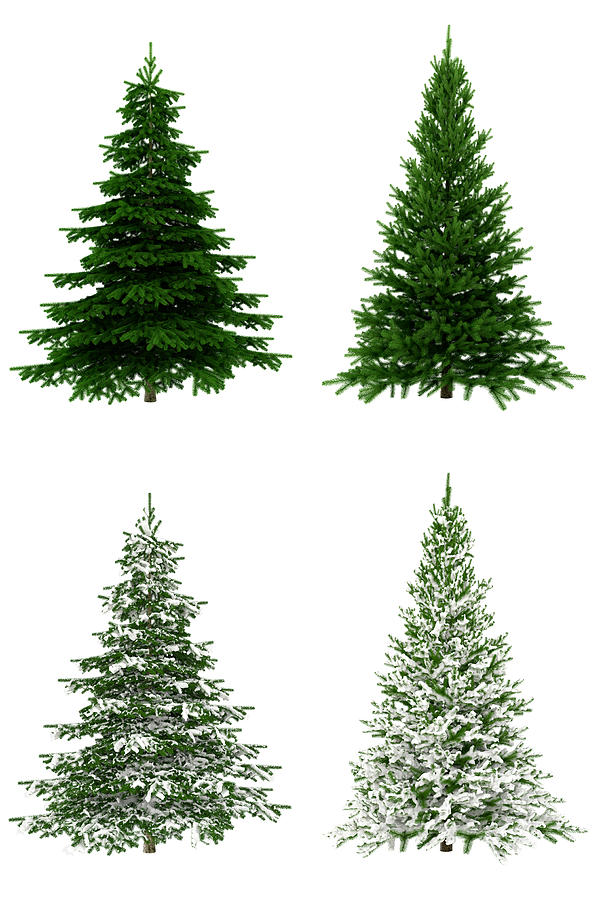 Christmas Trees COLLECTION / SET on Pure White Background (65Mpx-XXXL) Photograph by 26iso