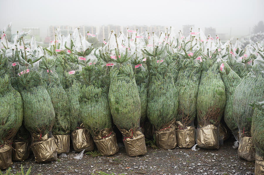 Christmas Trees For Sale Photograph by Dehez/reporters/science Photo Library