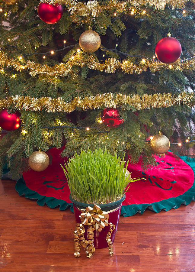 Christmas wheat under xmas tree Photograph by Brch Photography