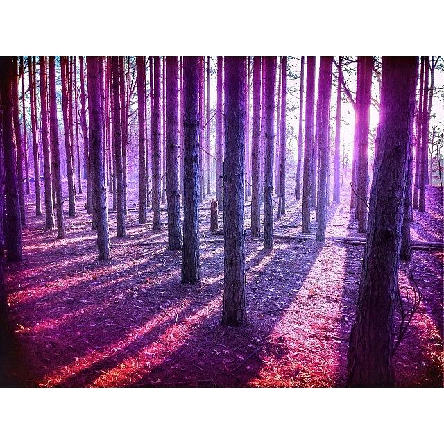 Chromatic Forest..💜 Photograph by Audrey Park
