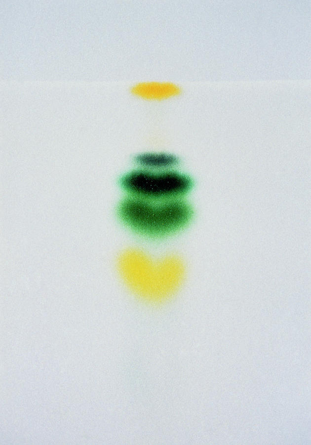 Chromatogram From Thykaloid Membrane Photograph by Sinclair Stammers