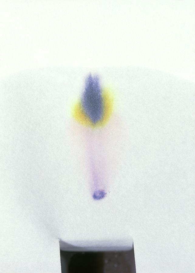 Chromatography Of Black Ink Photograph by Andrew Lambert Photography/science Photo Library