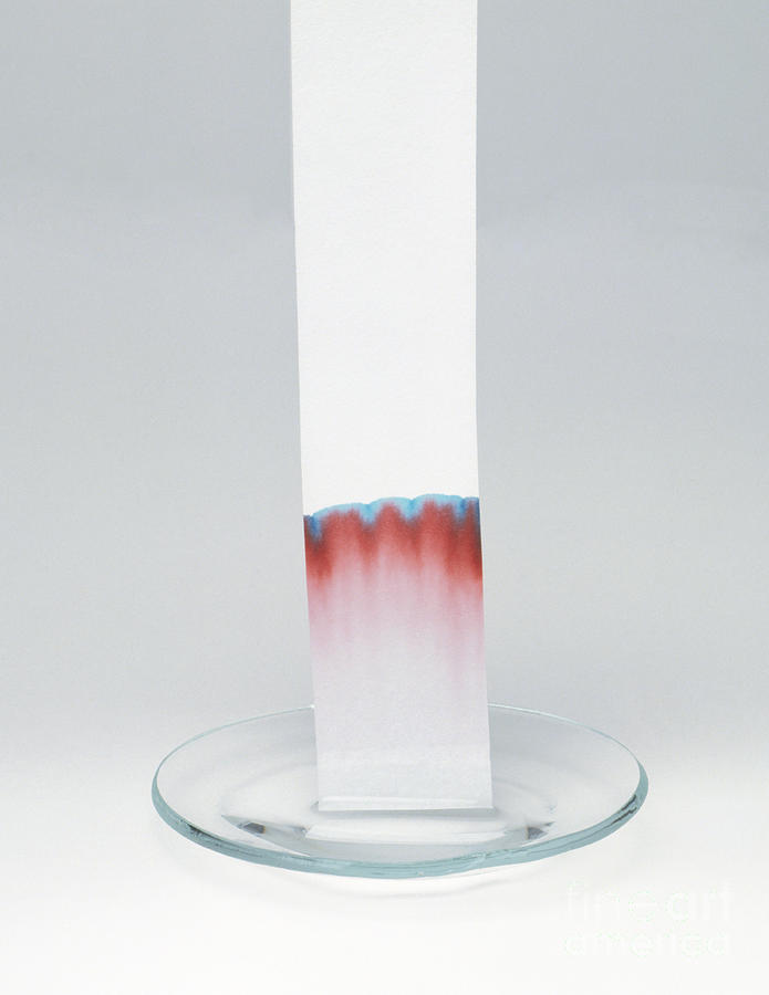 Chromatography Paper Photograph by Andy Crawford and Tim Ridley / Dorling Kindersley