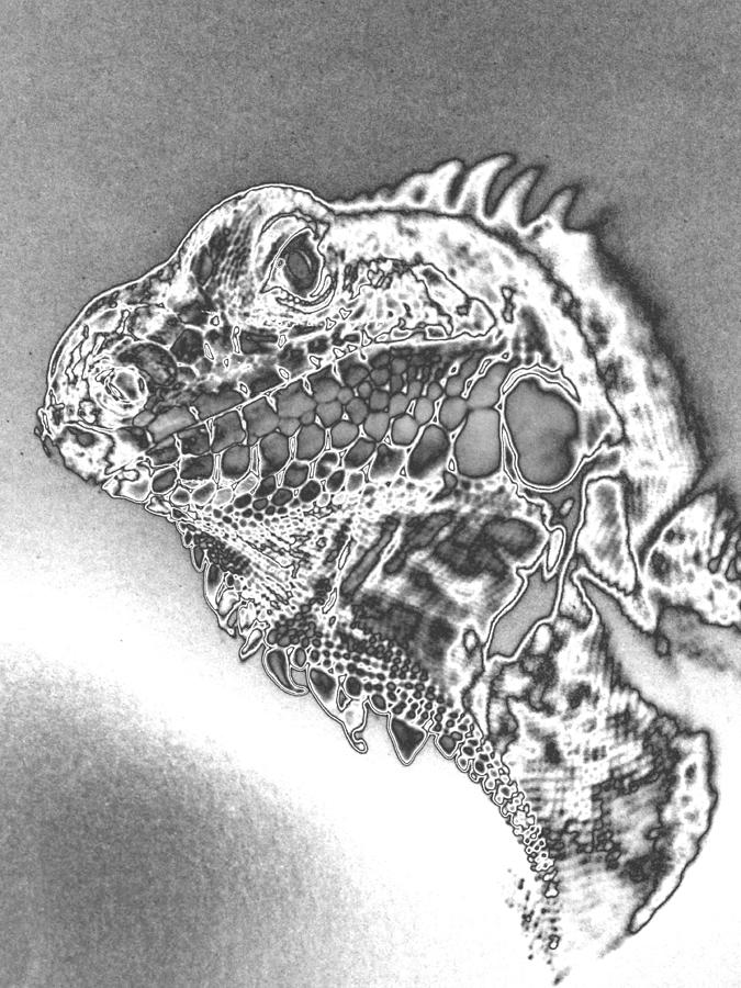 My Chromed Iguana Iggy Photograph by Belinda Lee