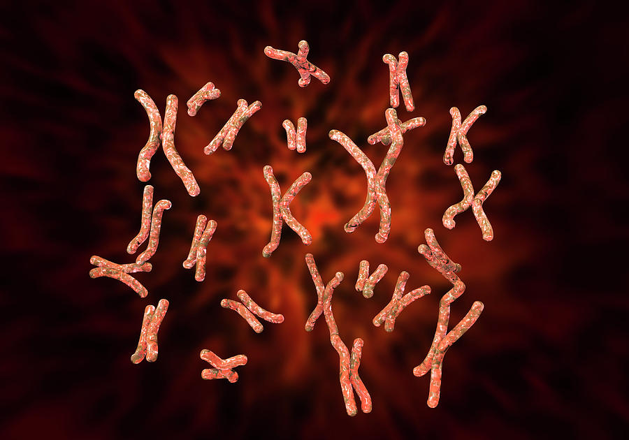 Chromosome by Kateryna Kon/science Photo Library