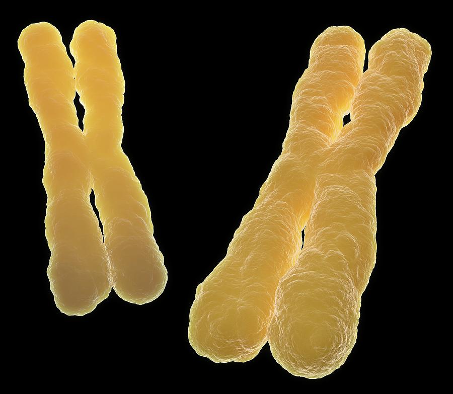 Chromosomes, Artwork Digital Art by Science Photo Library - Andrzej Wojcicki