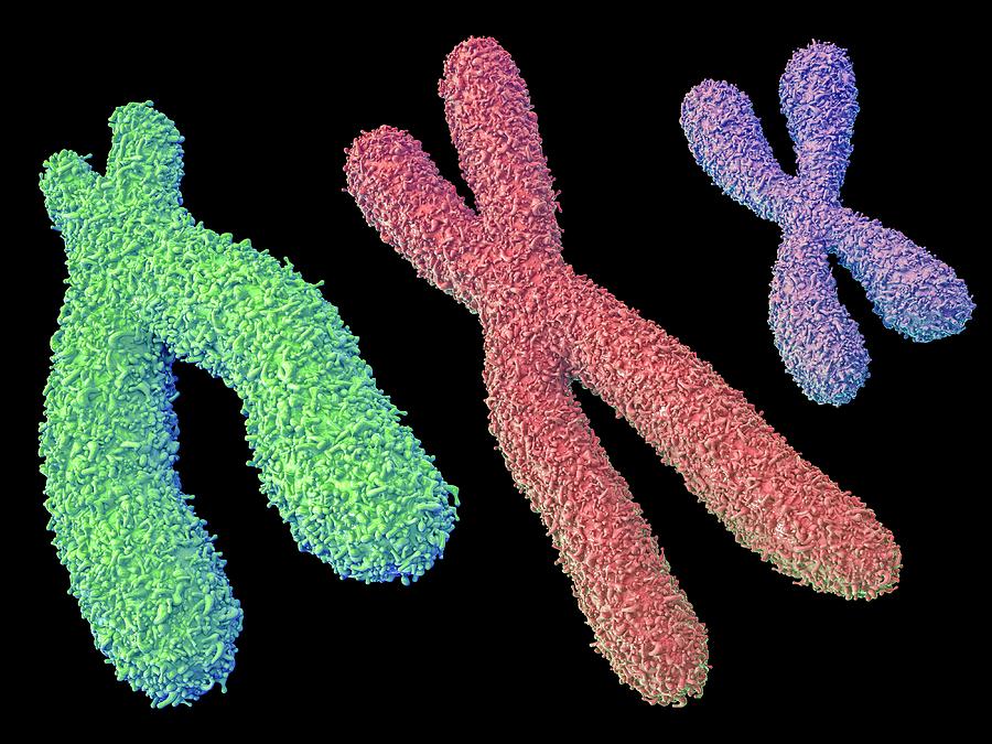 Chromosomes Photograph by Maurizio De Angelis - Fine Art America