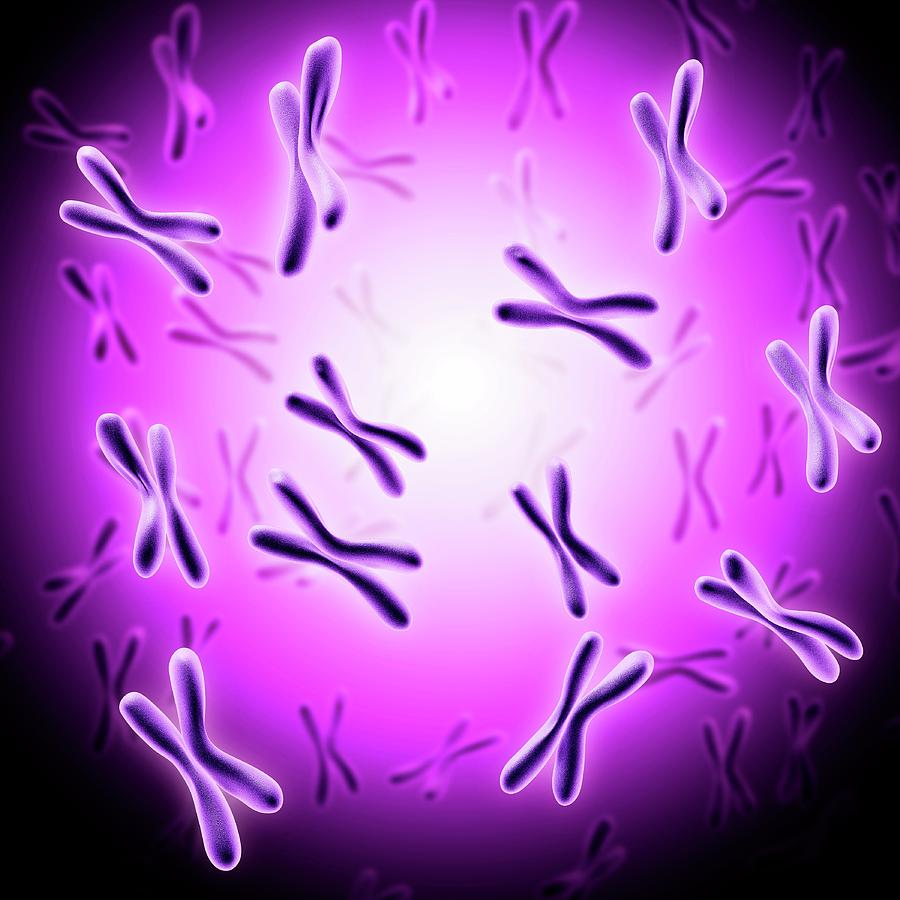 Chromosomes Photograph by Pixologicstudio/science Photo Library