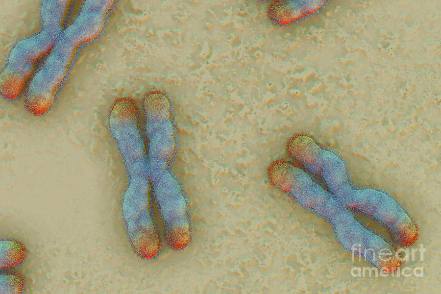 Chromosomes Photograph By Science Picture Co Fine Art America 3932