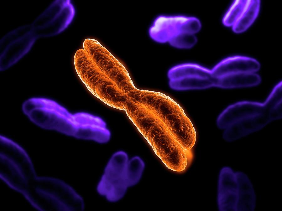 Chromosomes Photograph by Sciepro/science Photo Library
