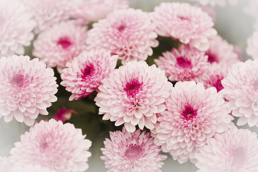 Chrysantemum Pink Photograph