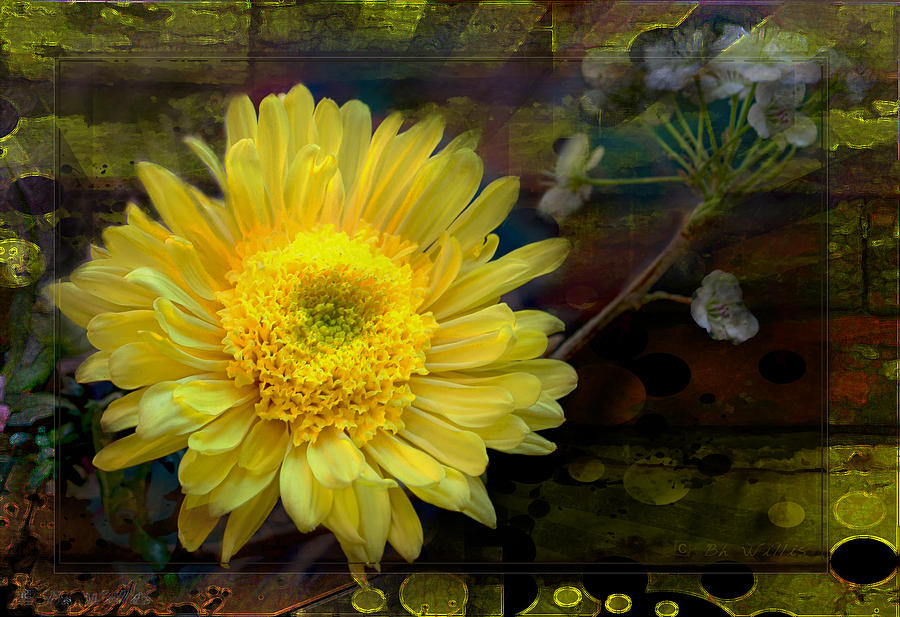 Chrysanthamum Photograph by Bonnie Willis