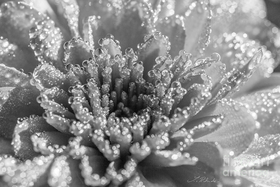 Chrysanthemum - Asteraceae Photograph by Iris Richardson