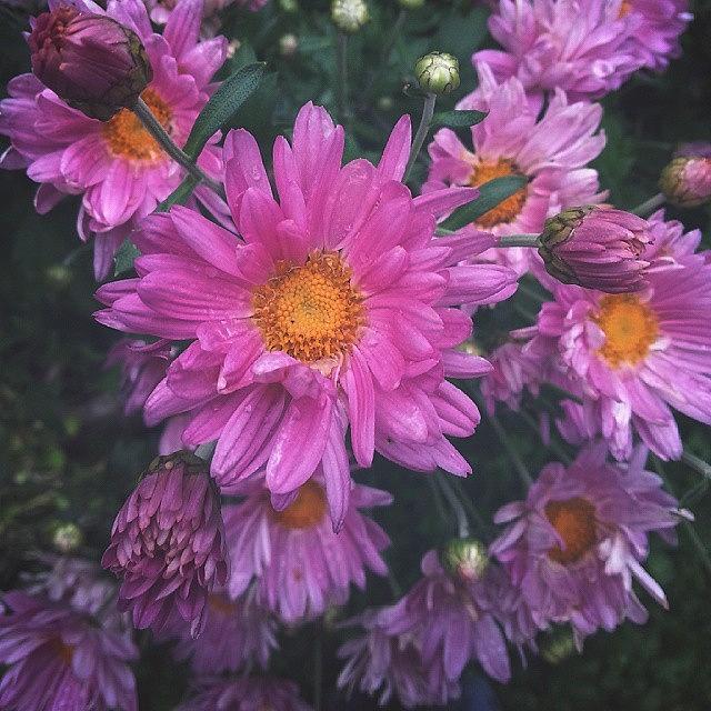 Flower Photograph - #chrysanthemum ... #flowers  #pink by Linandara Linandara
